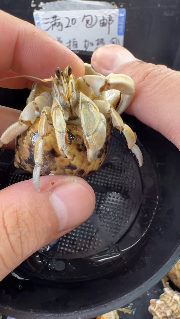白灰白一只，不包全品