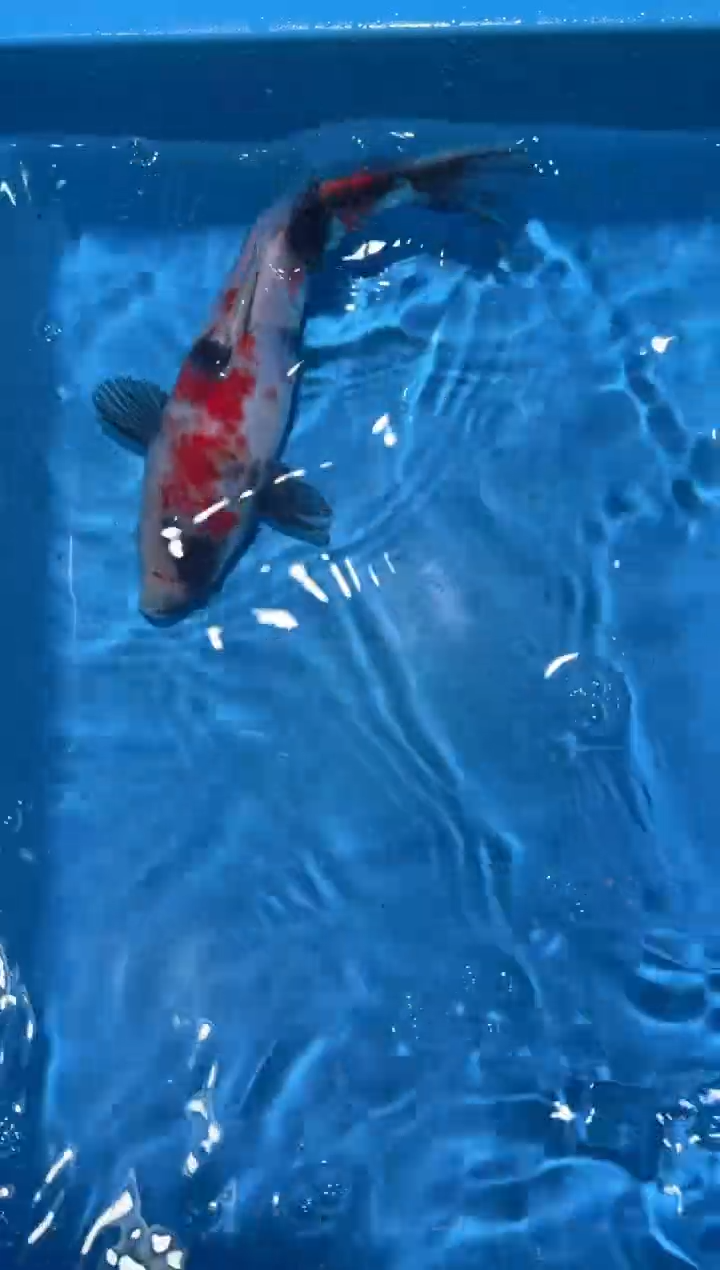 锦鲤点关注右下角竞拍链接出价