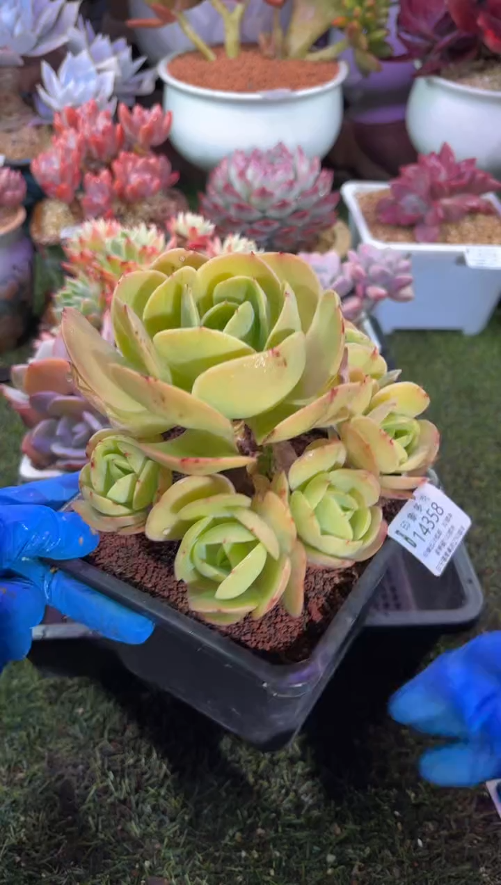 【闪购商品】14358