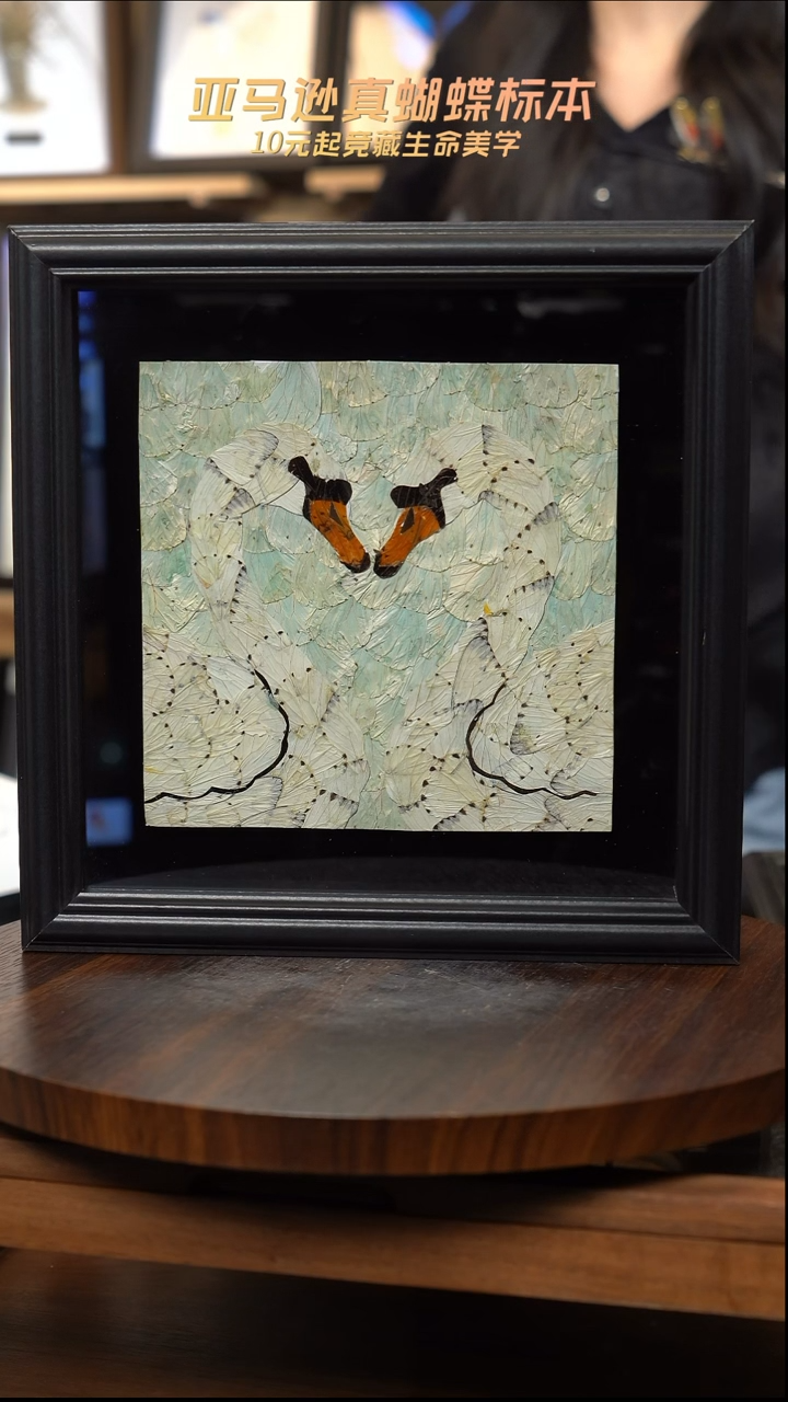 蝴蝶翅膀蝶翅画竞拍c141