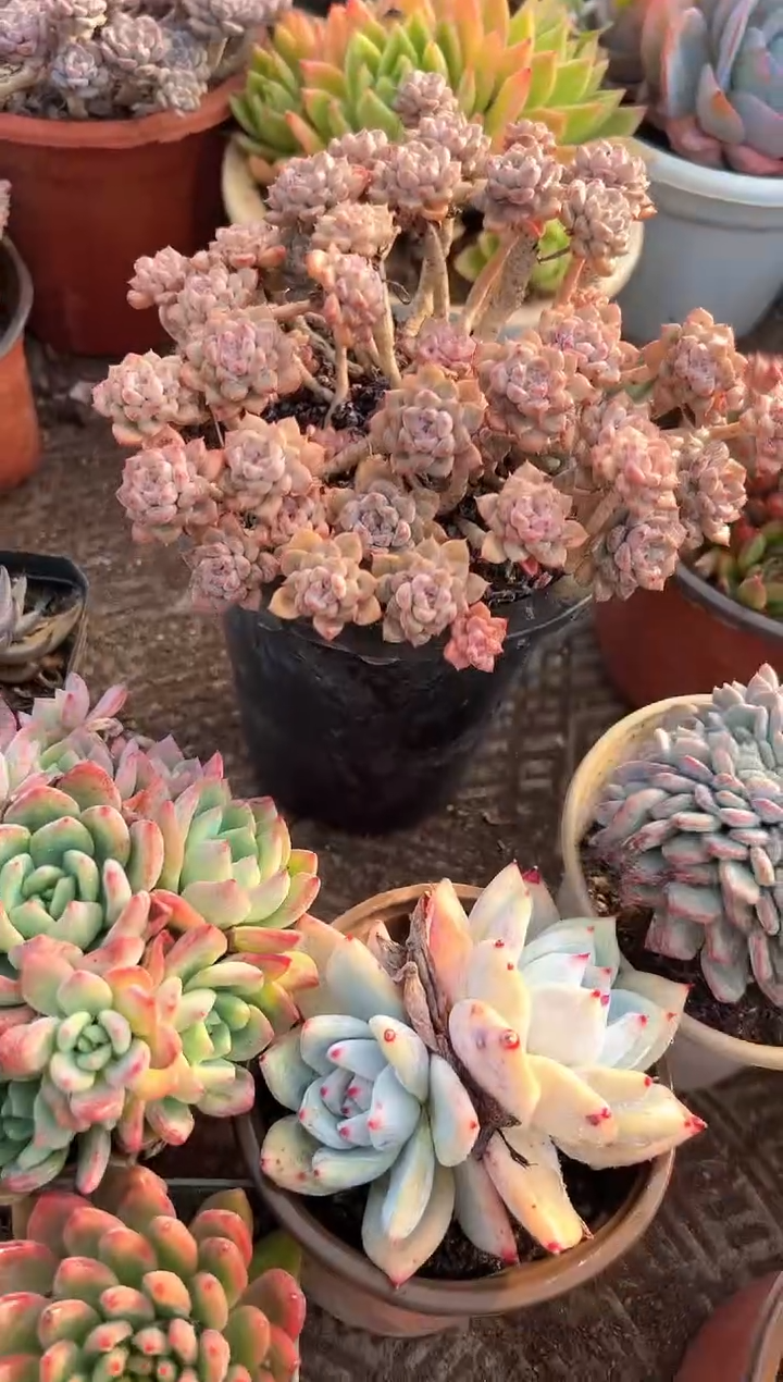 油***爱阿迷洲多肉花卉28292