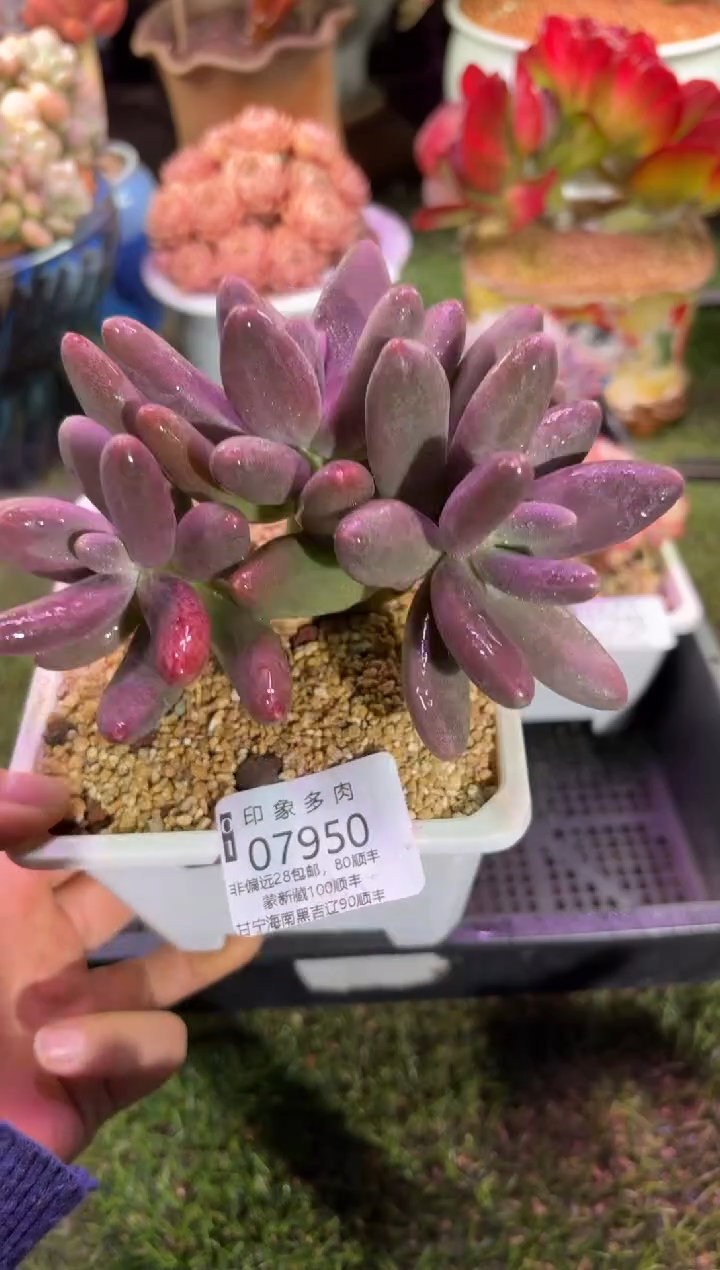 【闪购商品】07950