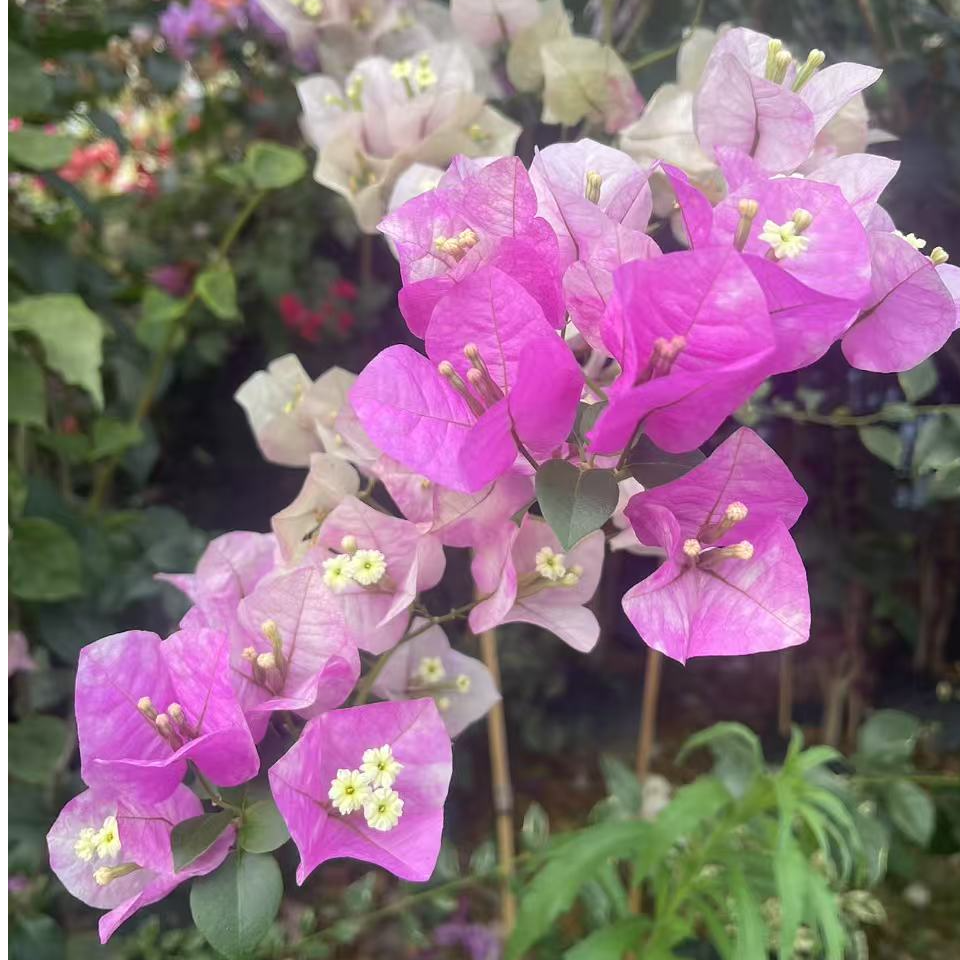 佰梅园 阿里山姑娘三角梅扦插袋苗