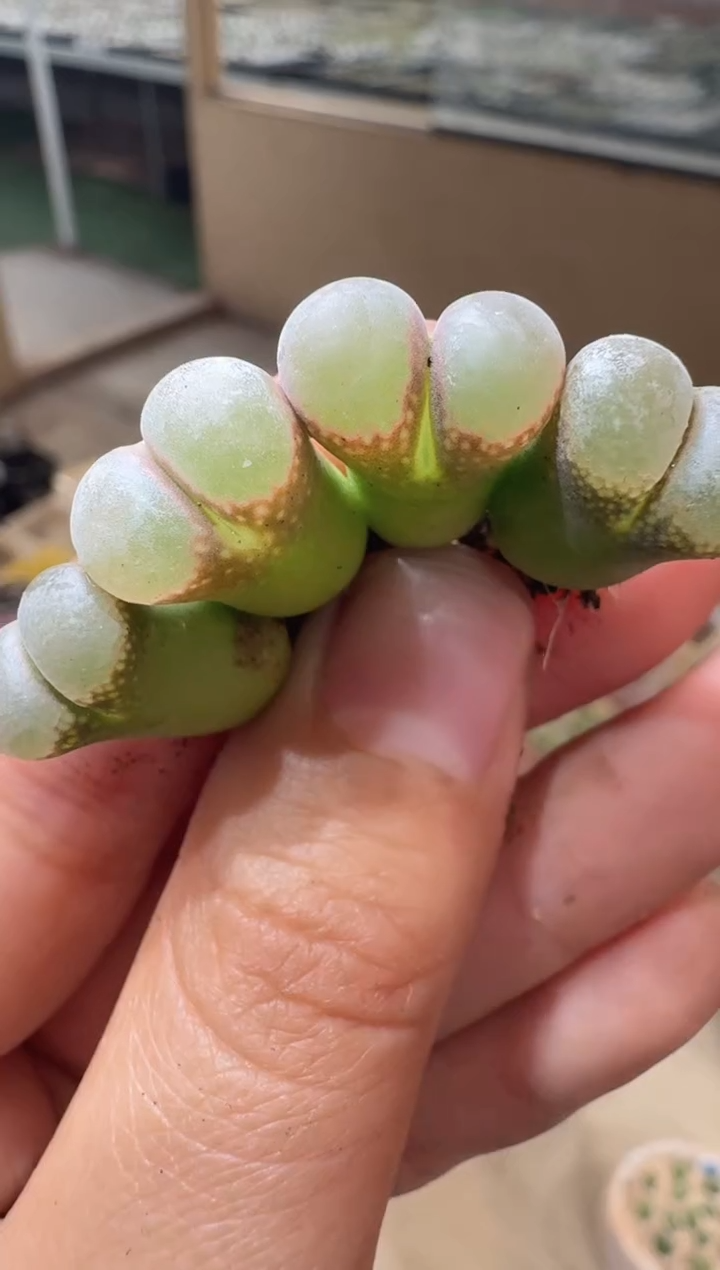 50多肉植物肉锥粉胭脂到手两颗