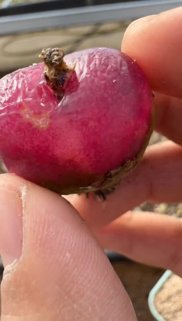 【闪购商品】7-366