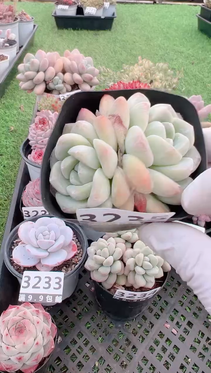 【闪购商品】信福多肉一物一拍