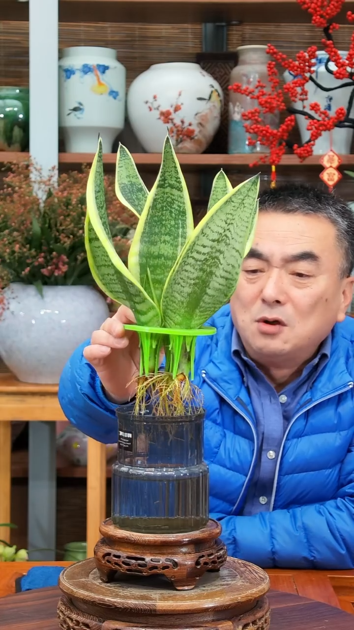 无花朵水之韵水培琴叶榕