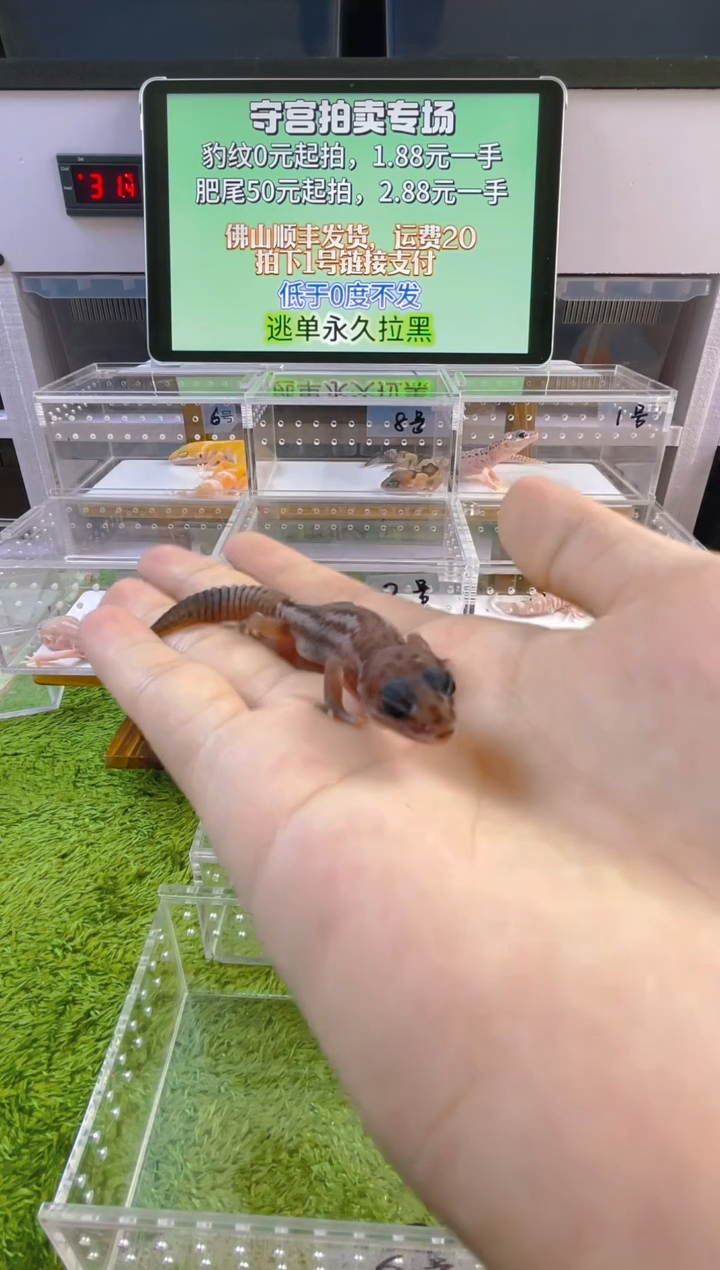 豹纹守宫豹纹肥尾瘤尾苗子亚成成体