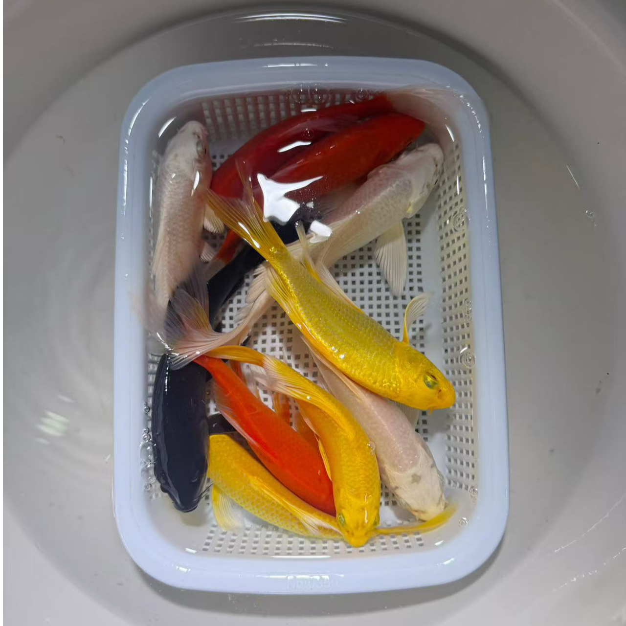 【2黄2红2白2黑2德系】10-13冷水观赏鱼锦鲤草金皮实好养