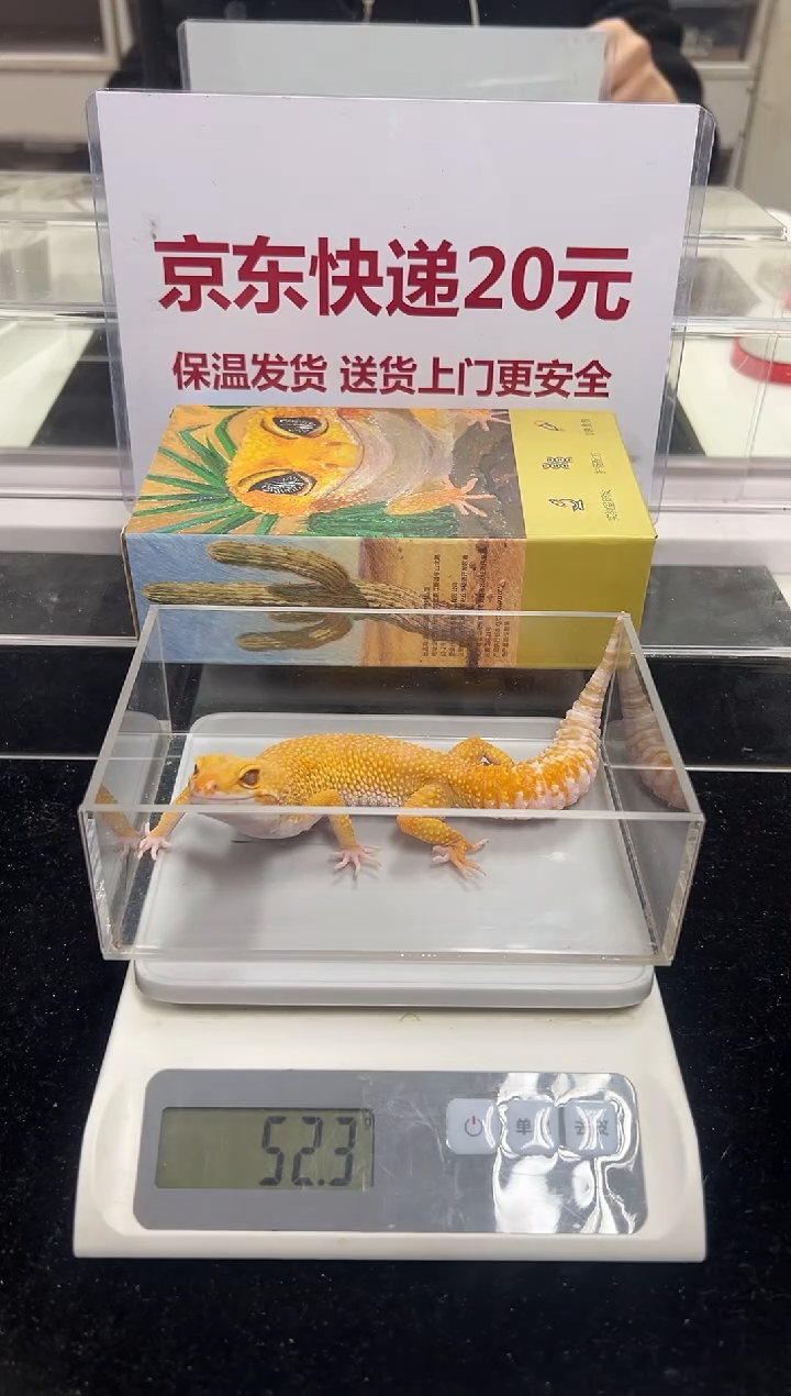 豹纹守宫003豹纹