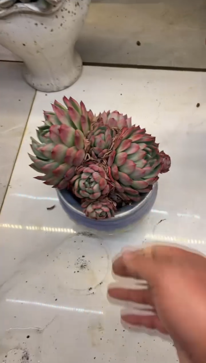 【闪购商品】146东云