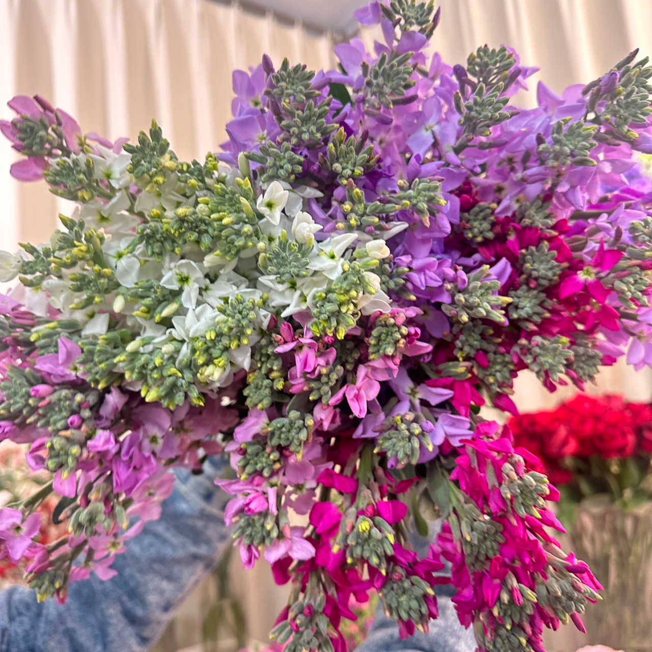 单瓣紫罗兰2扎随机色  任意2单鲜花升级顺丰冷链/德邦空运