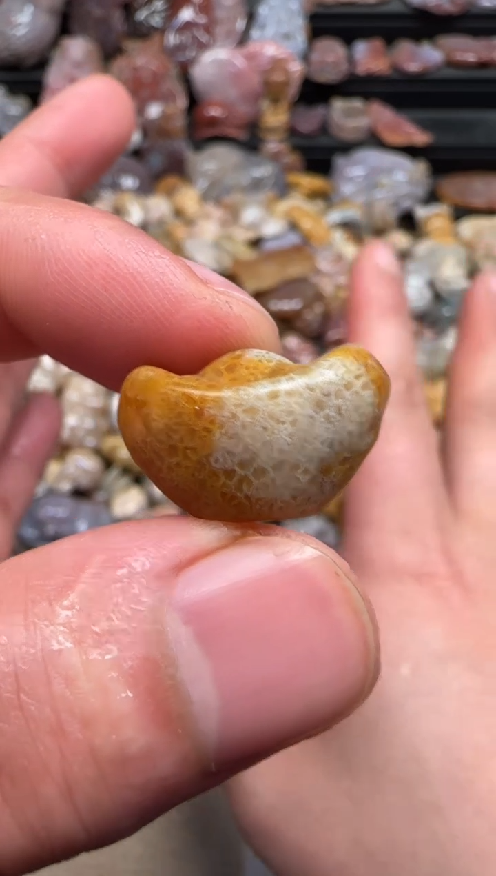 【闪购商品】硅化珊瑚（珊瑚玉）颈饰未镶嵌407