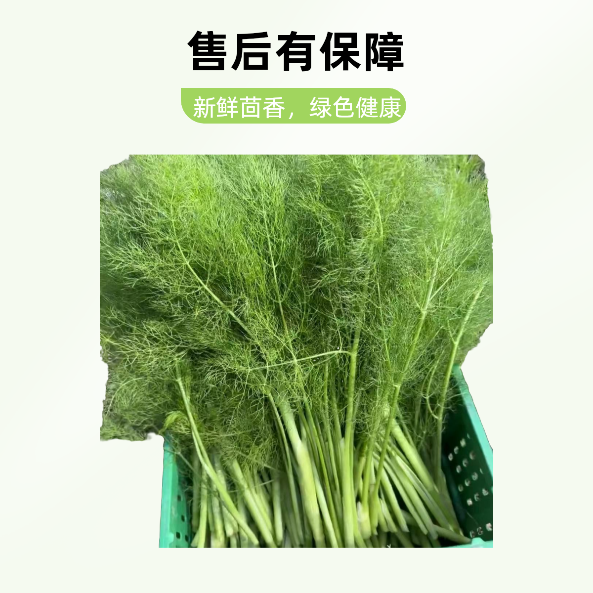 新鲜茴香现摘现发净重3斤