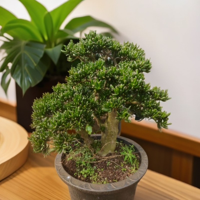 特大号吸财树 多肉植物室内外好种好养耐旱耐寒绿植