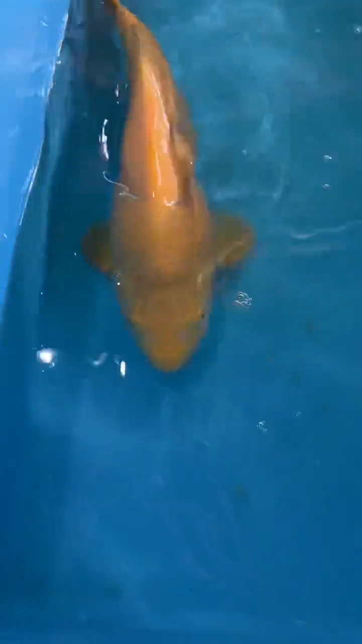 锦鲤太饱锦鲤36cm-48cm不包邮到付具体尺寸和品类以直播间为准