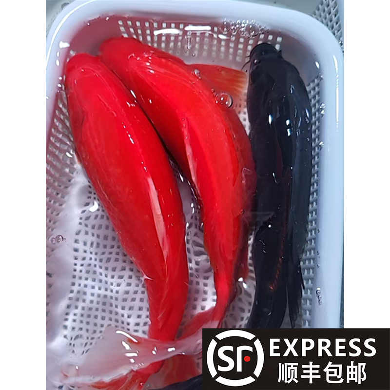 【14-17cm】红草2黑金1共三条锦鲤金鱼观赏鱼好养耐活