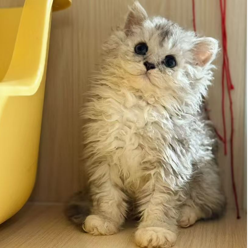 【森淼家自养】精品猫咪