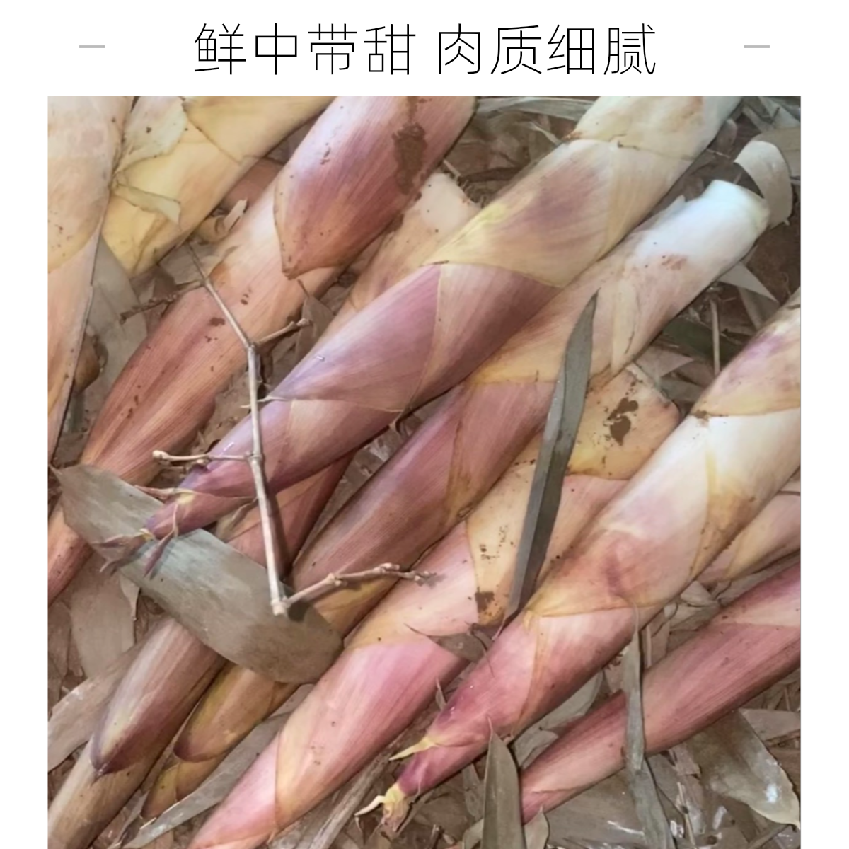 雷笋正宗临安天目山春笋雷笋秋季笋先挖现发无老根营养美味