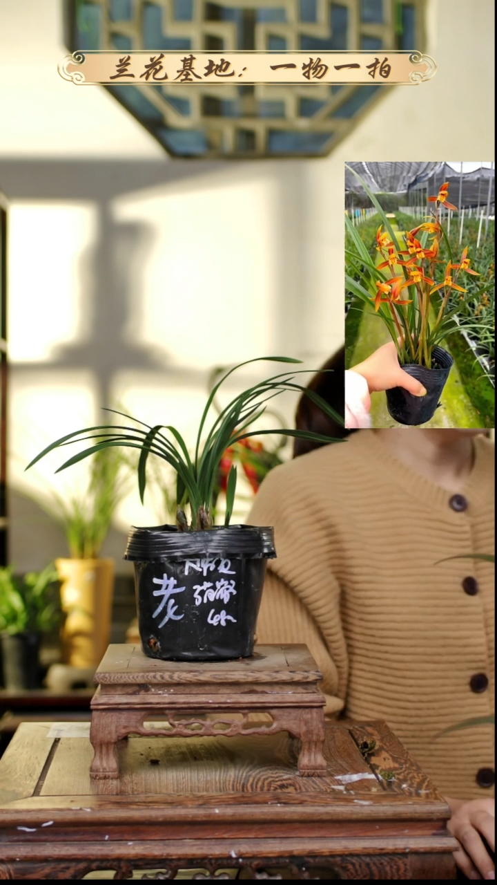 完全开放春兰大富贵