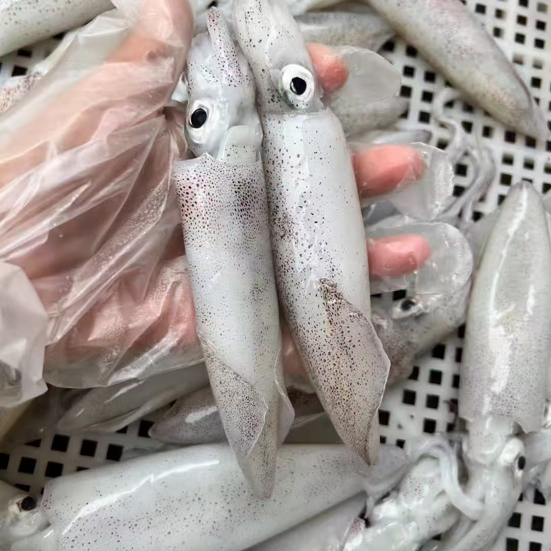 《同城配送》新鲜小管子弹头鱿鱼半斤