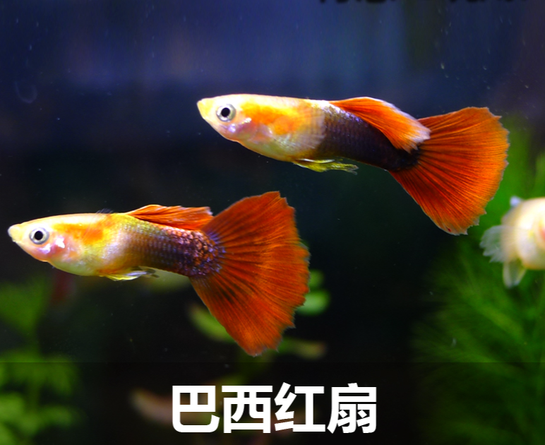 精品巴西红扇1对（不包活）