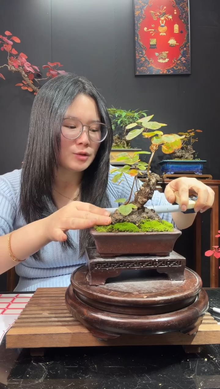 完全开放黄栌000