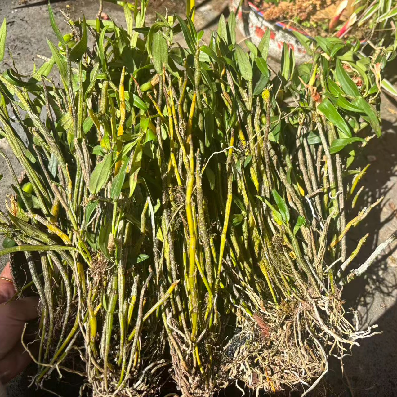 A【黄-金-石-菜】净含量:100-500g 菜