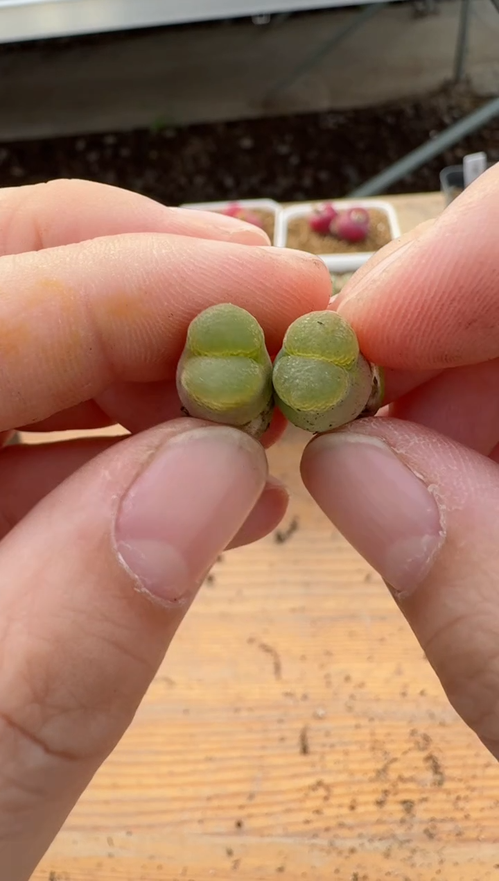 【闪购商品】17-85