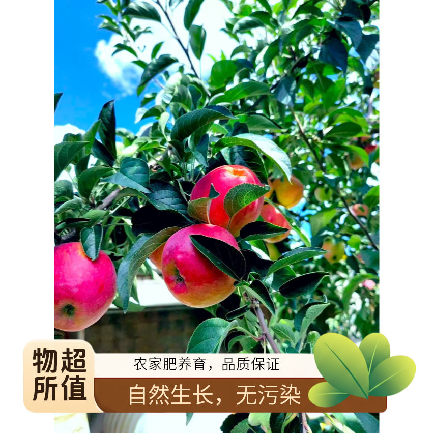 云南高山嘎啦现摘云南昭通昭通云南昭通正宗小苹果水果富士苹果