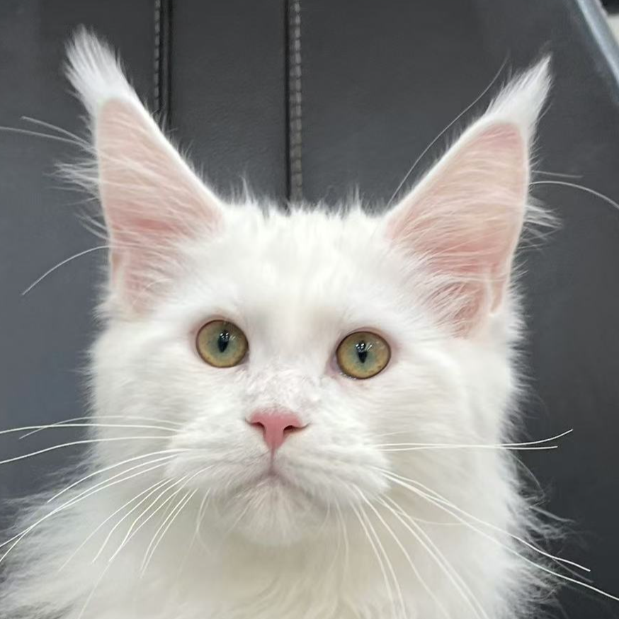 来了姊妹-纯白缅因猫 弟弟 24