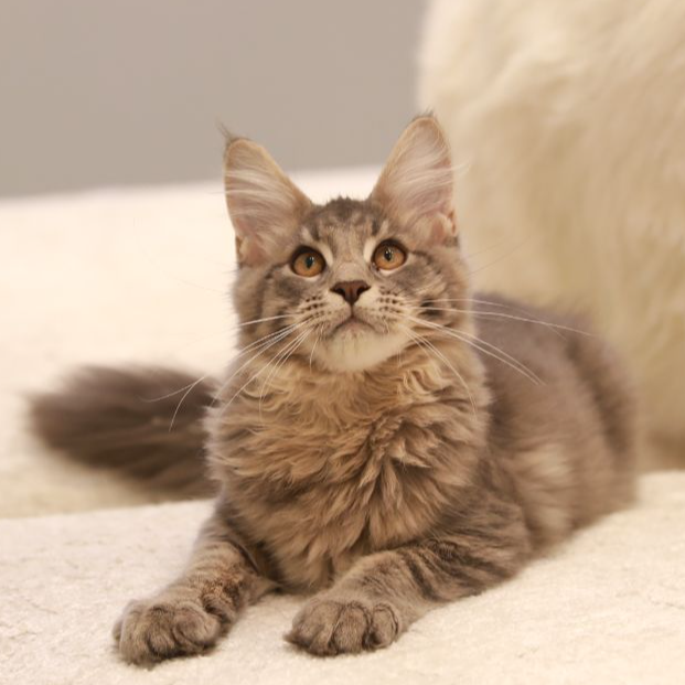 【云梦猫舍】缅因猫弟弟（点点）