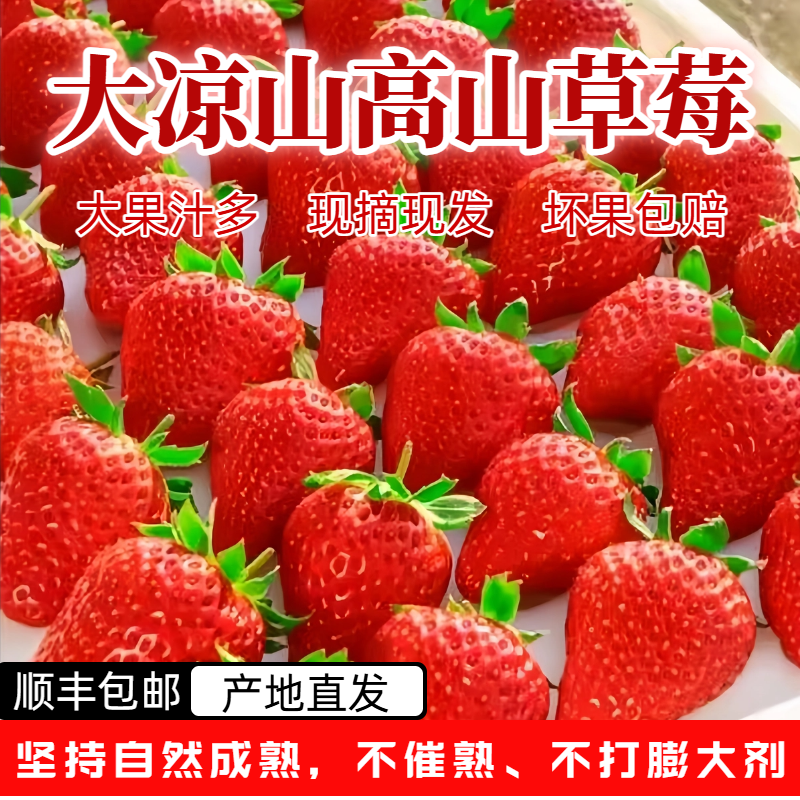 大凉山新鲜草莓大果顺丰包邮产地直发现摘现发非丹东九九红颜牛奶
