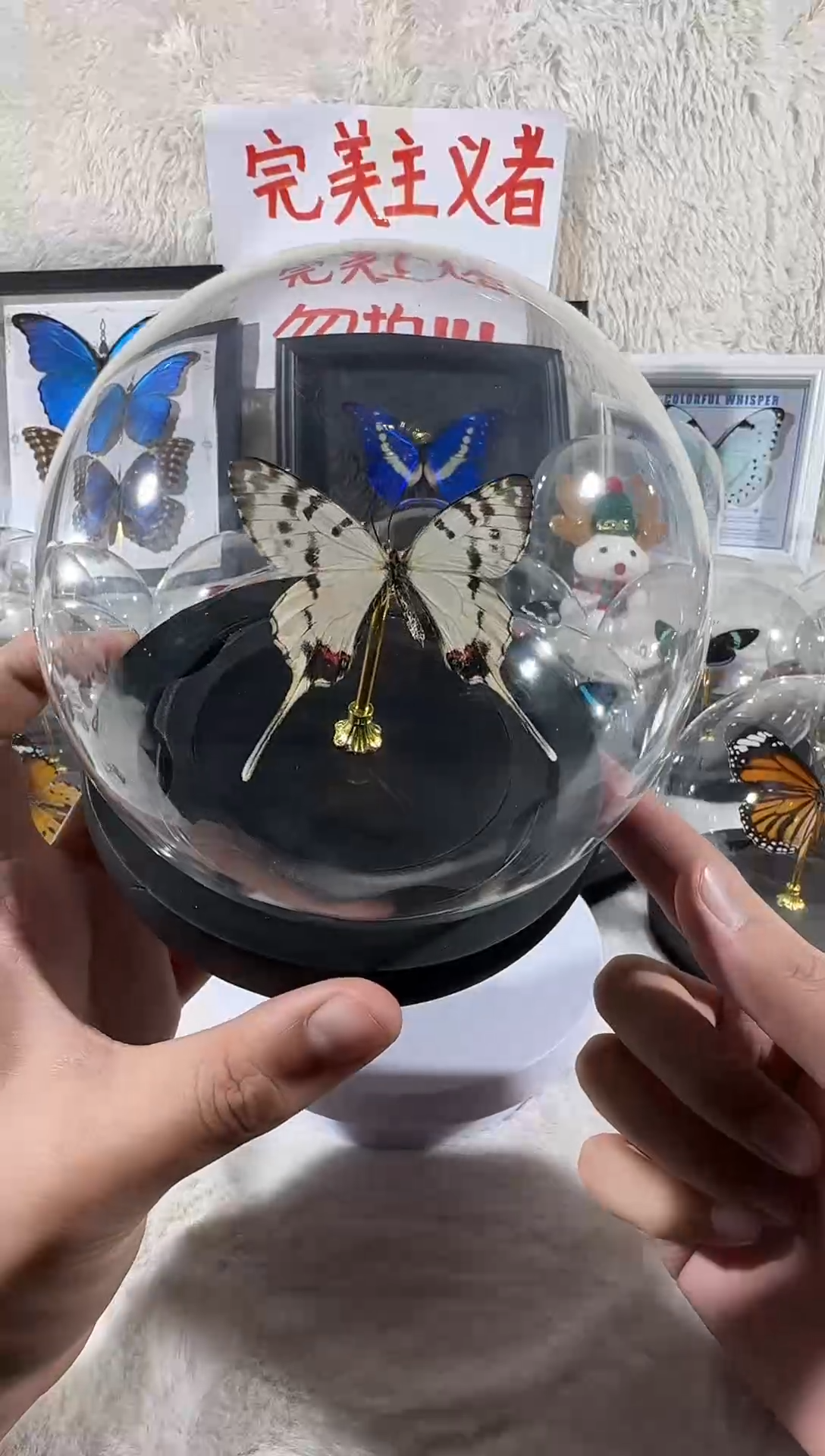 木丝带凤蝶水晶球   