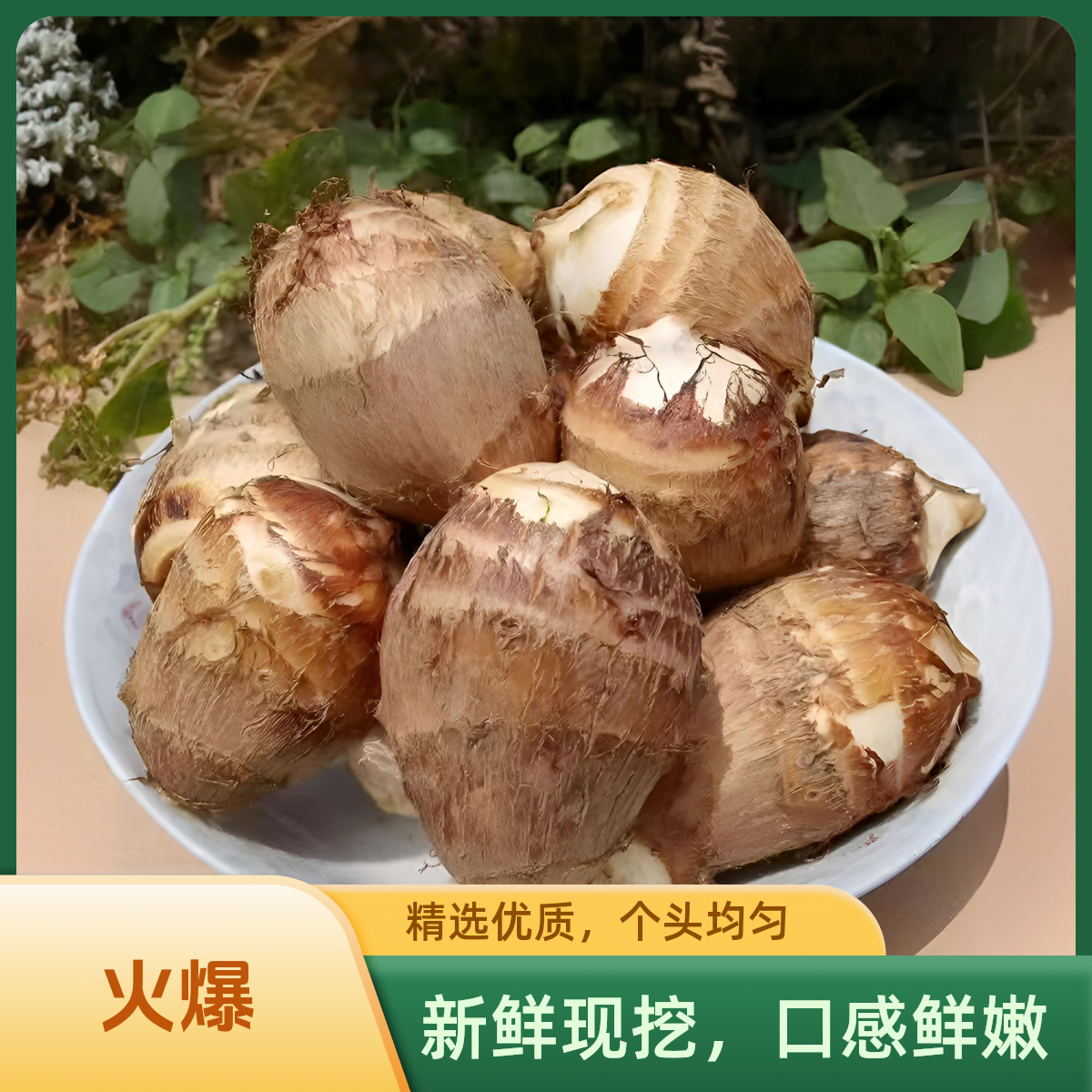 五伒山东正宗现挖奶香香糯毛芋头新鲜上市当季芋头农家菜