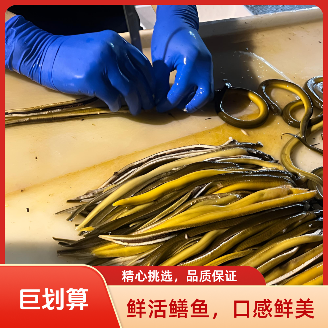 【店播专属】现杀鳝丝去头去骨去内脏，1.5斤+半斤顺丰包邮厂家现货