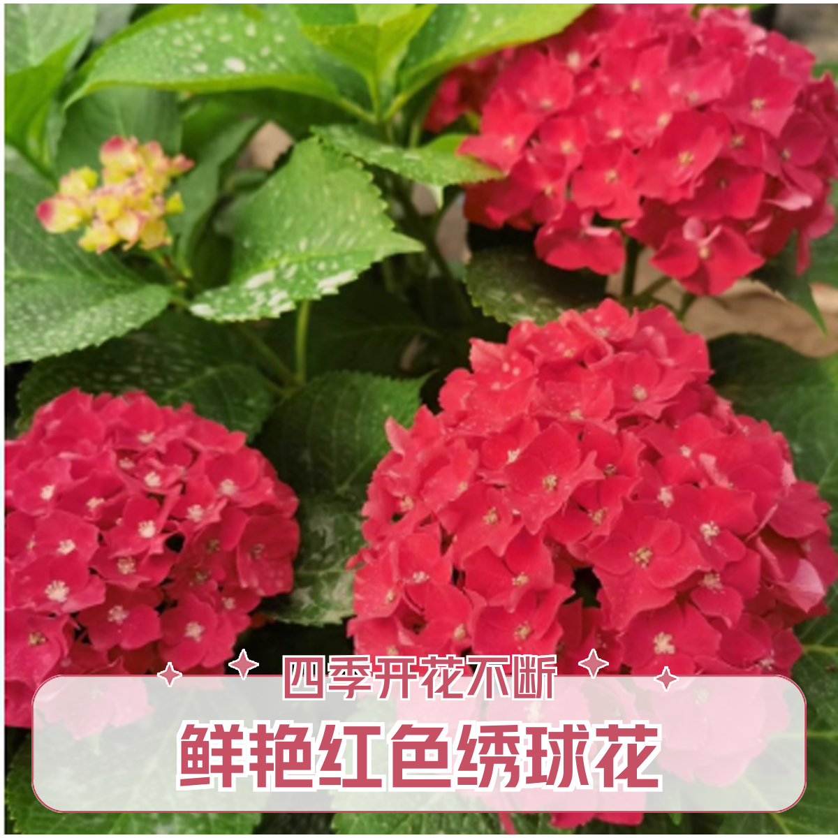 绣球袭夏大花花期长带盆发货庭院阳台耐寒耐旱美观