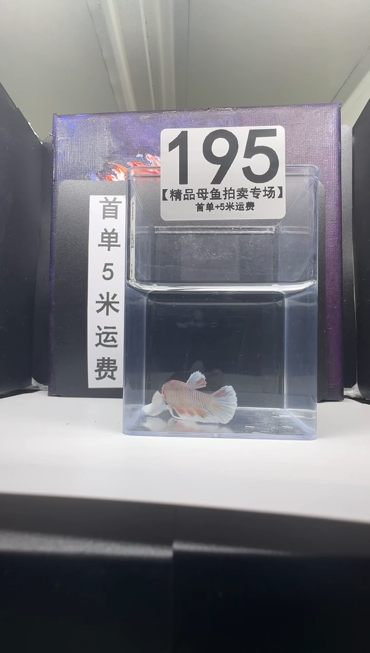 海水鱼母鱼编号：195
