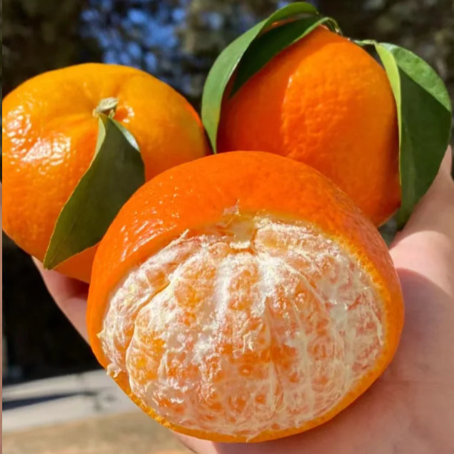 【甄选6】哀牢山高山沃柑新鲜水果当季现摘坏果包赔带箱10斤