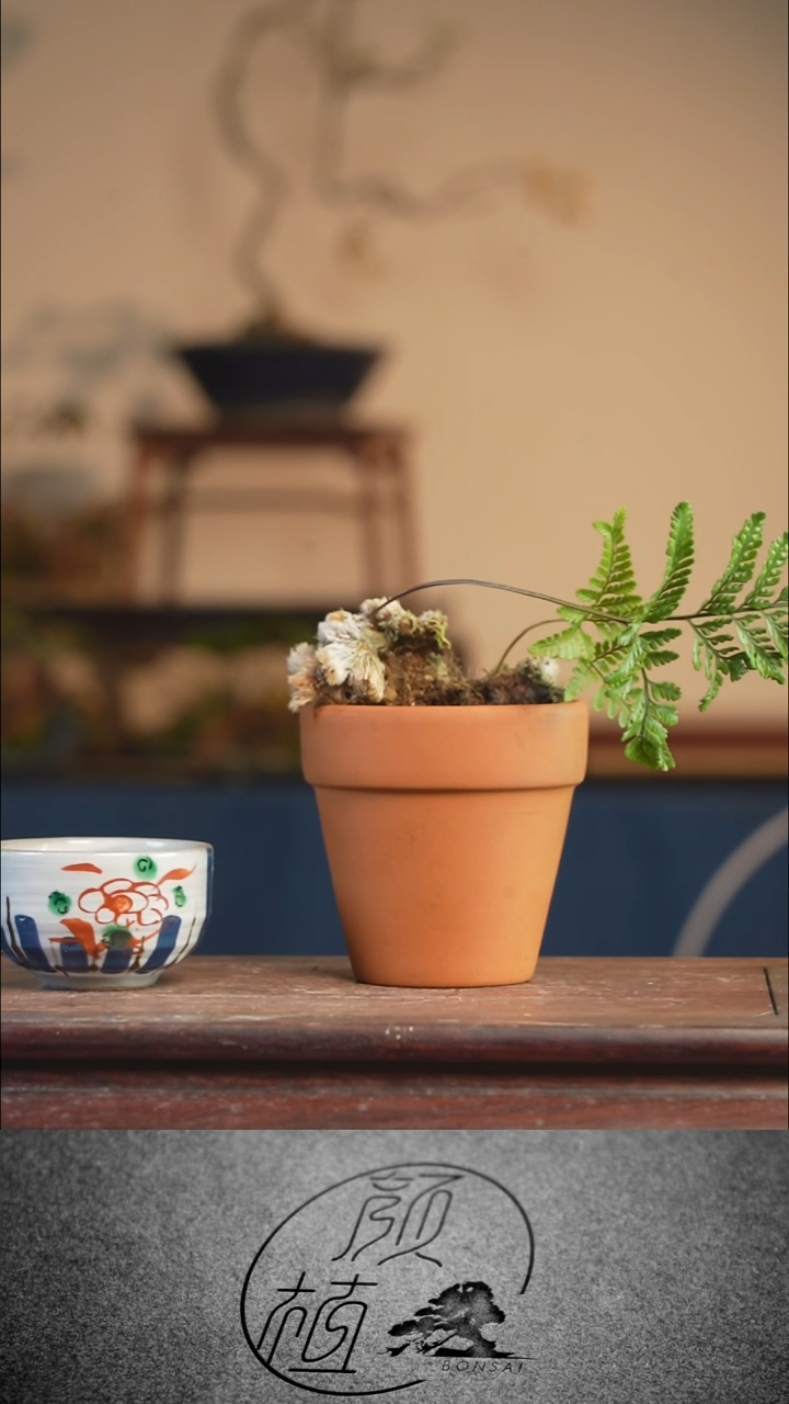 完全开放知*猫爪  顺丰包邮