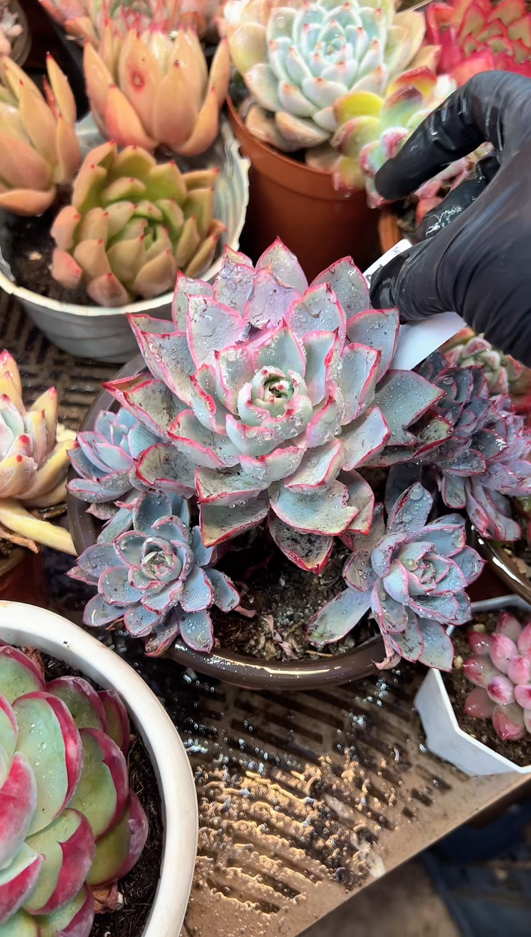 葛****砂多肉植物一物一拍24483