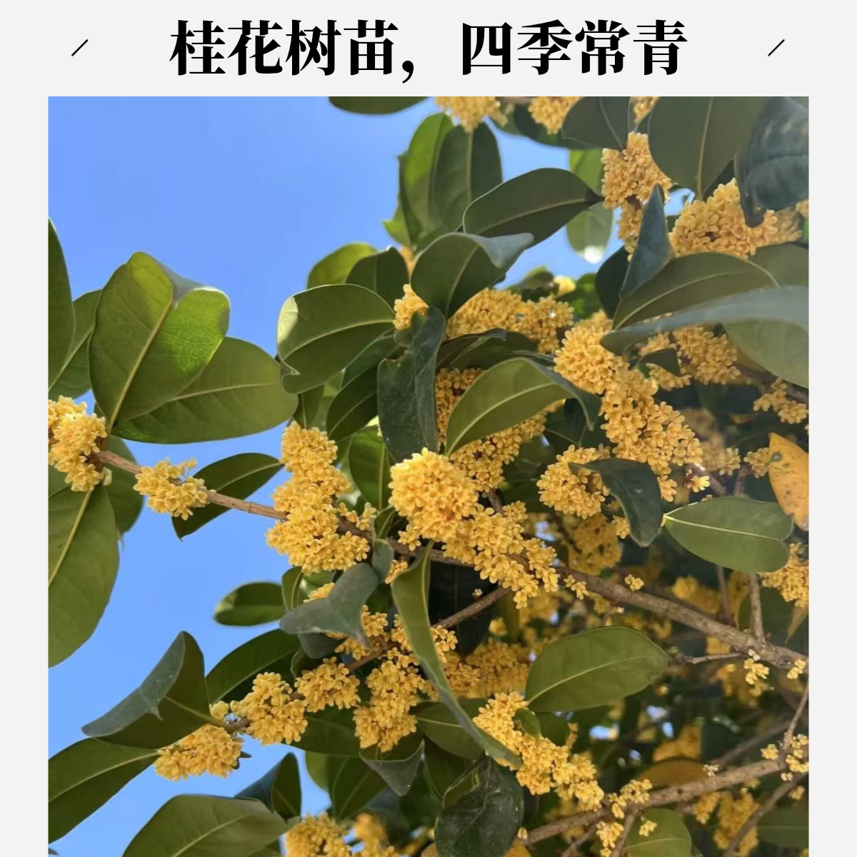 桂花树一号链接 高档庭院观赏大树可盆栽可地栽 四季常青