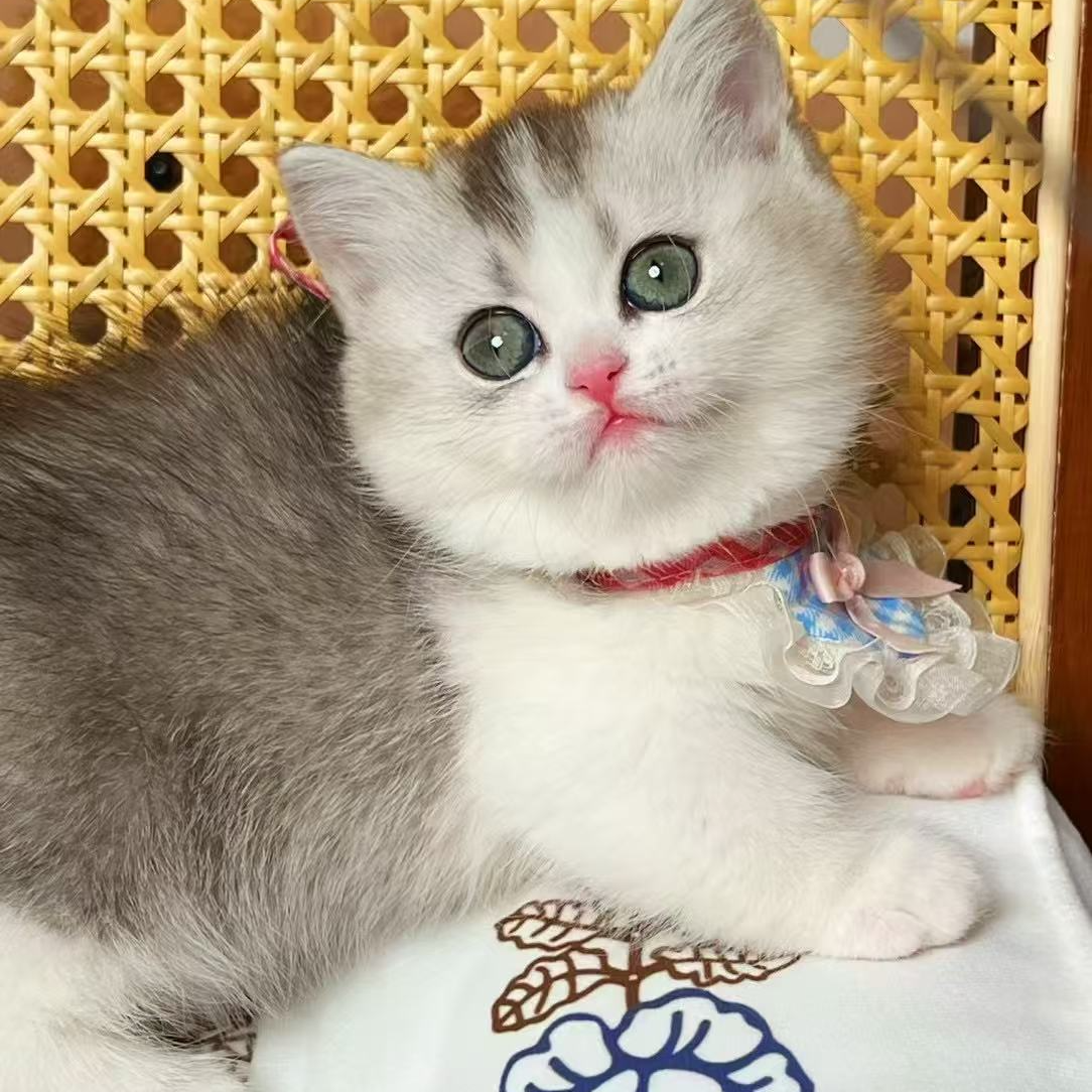 团子-银白曼基康猫咪（悠米家）