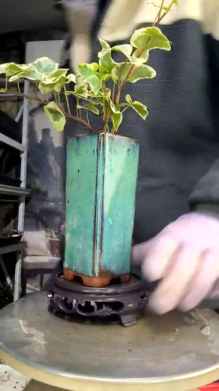 楼**影中青园艺一物一拍花294