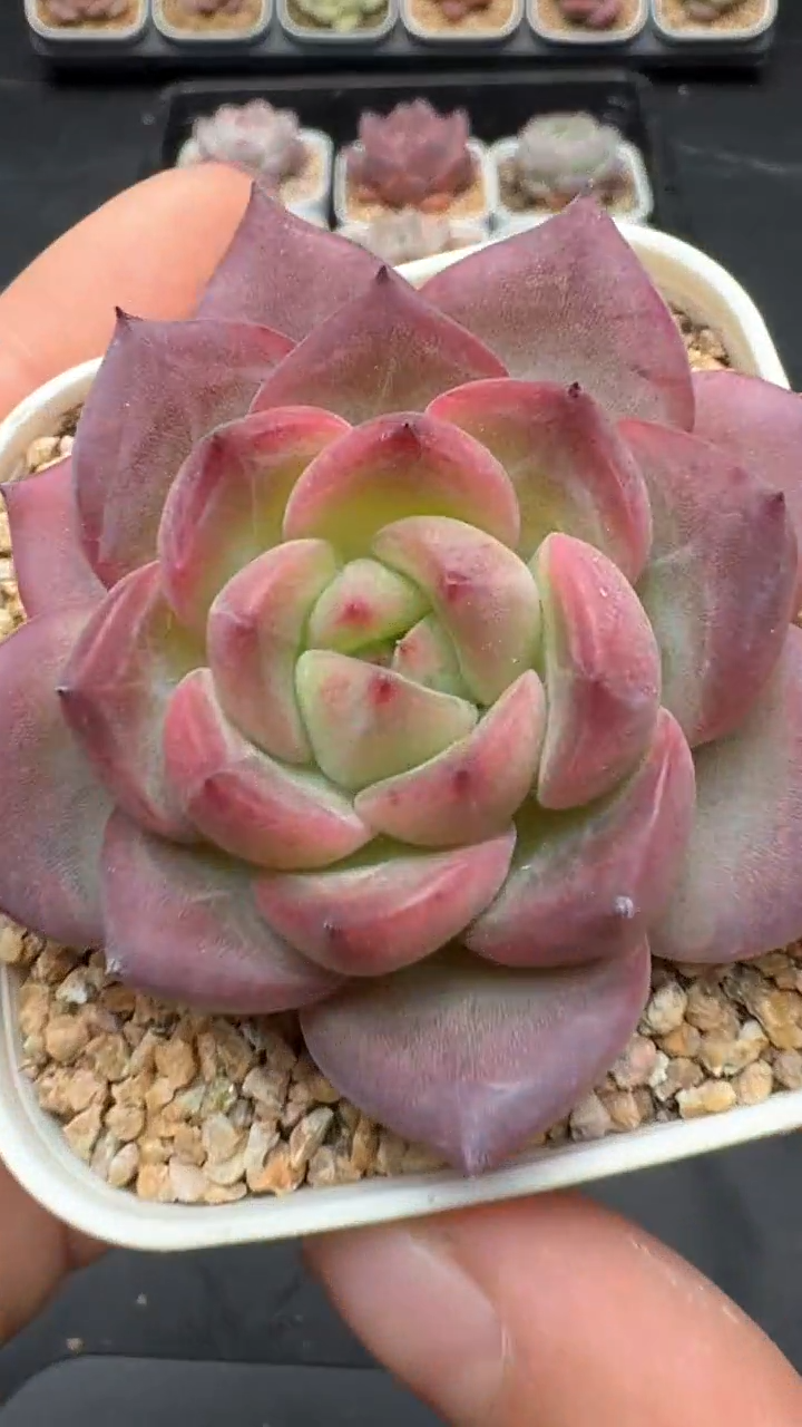 【闪购商品】067号珍妮多肉一物一拍3单包邮