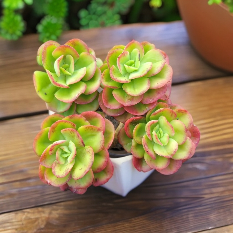 大红梅脱土多肉植物室内盆景绿植可办公室盆景净化空气