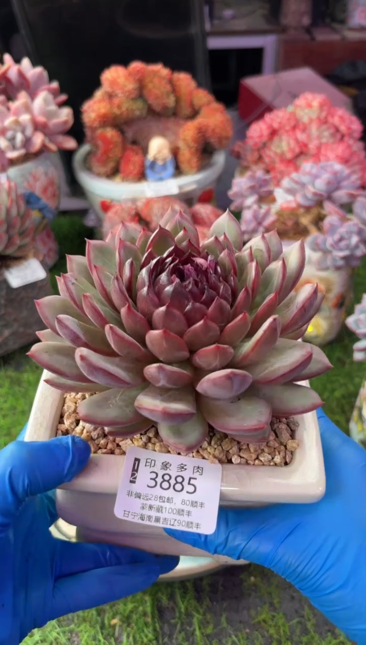 昆明印象多肉3885