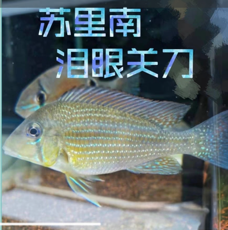 苏里南泪眼关刀 小型热带南美精品观赏淡水鱼好养易活食土鲷科鱼
