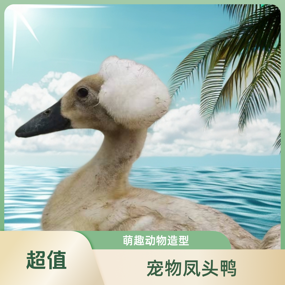 宠物凤头鸭拍2只 送2只  到手4只  包邮