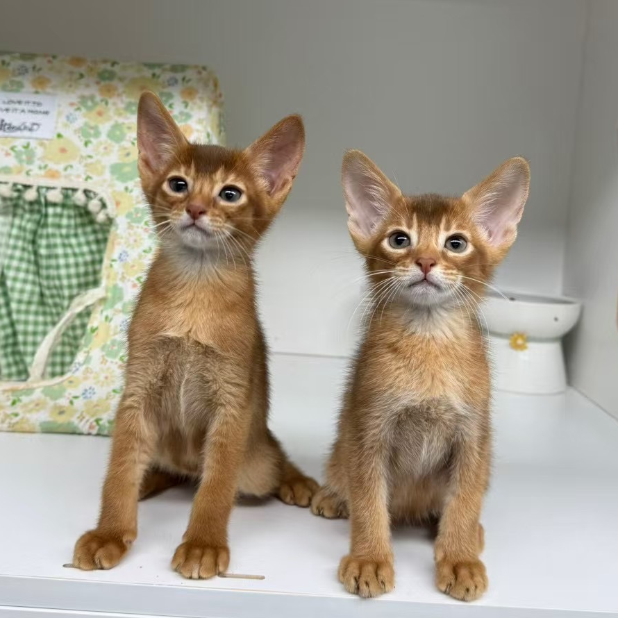 SevenCats阿比西尼亚健康可爱小猫宠物猫宝宝温顺可爱乖小猫
